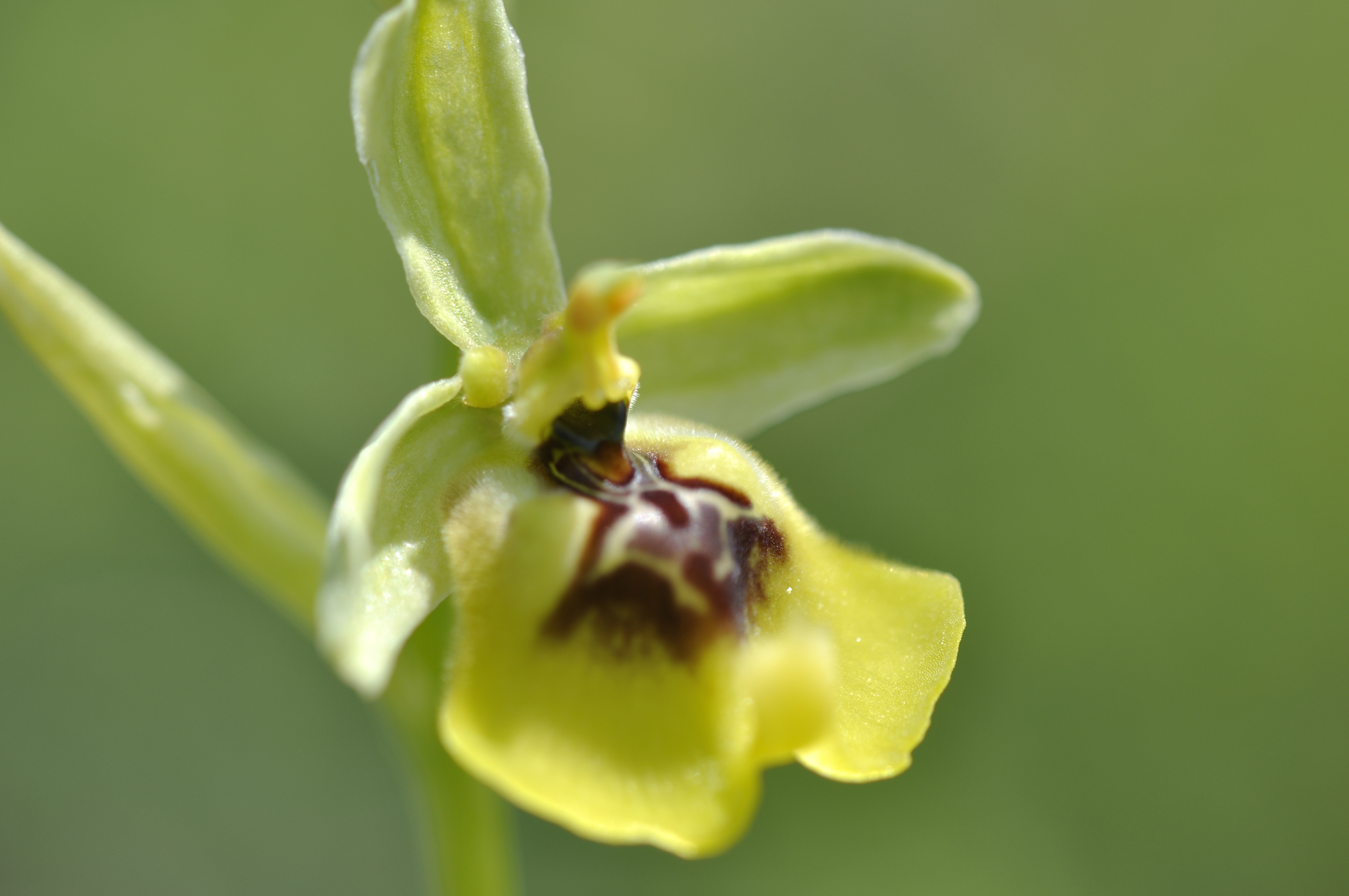 Ophrys-lutea-Cav.-subsp.-lutea-.JPG