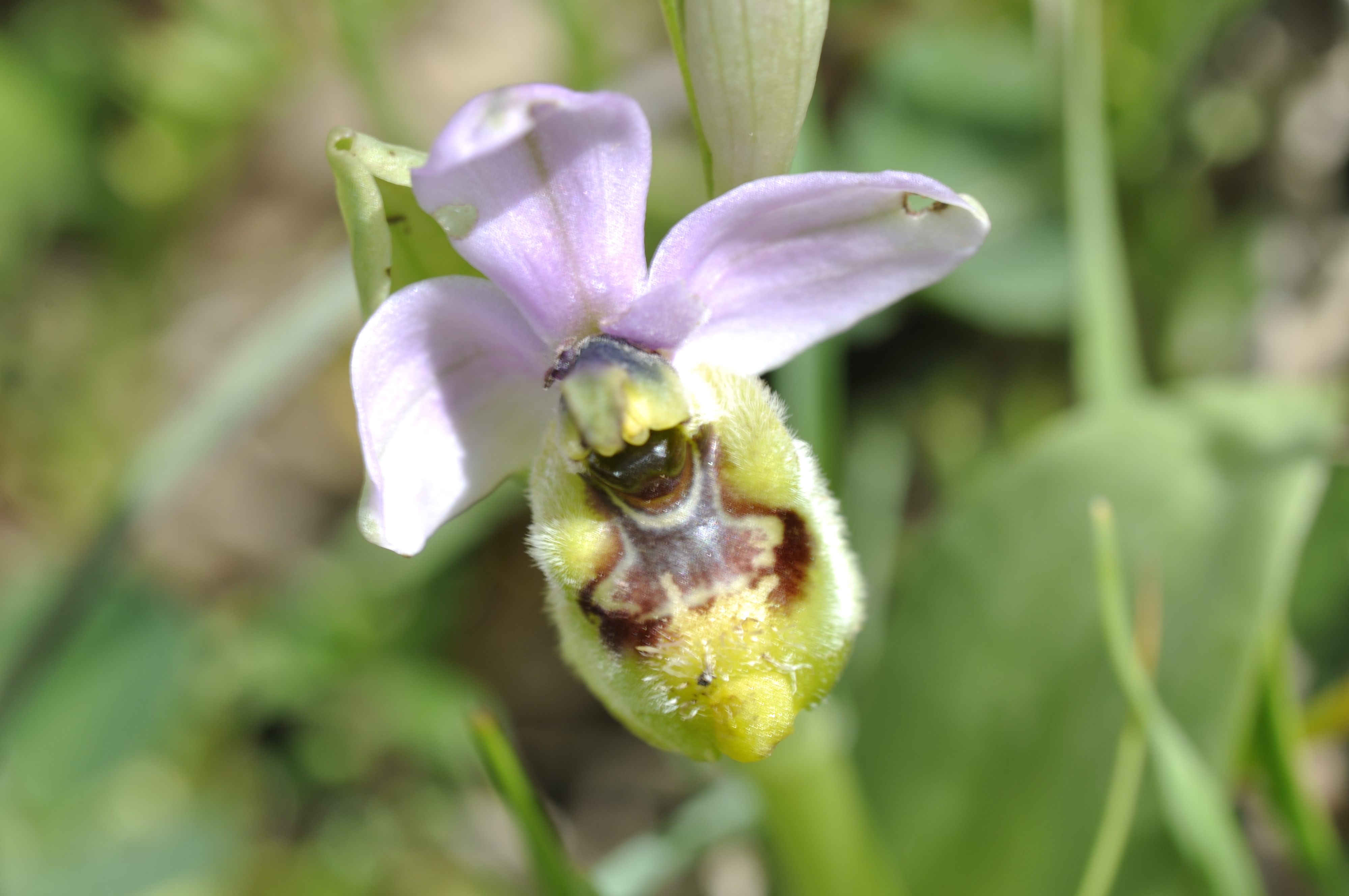 ophrys-tenthredinifera-DSC1224.JPG